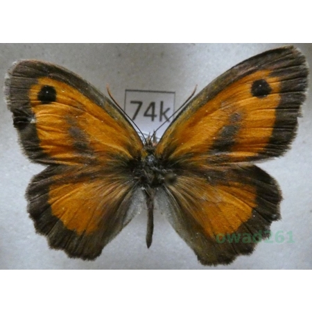 Pyronia tithonus (Linnaeus, 1767) male France74k
